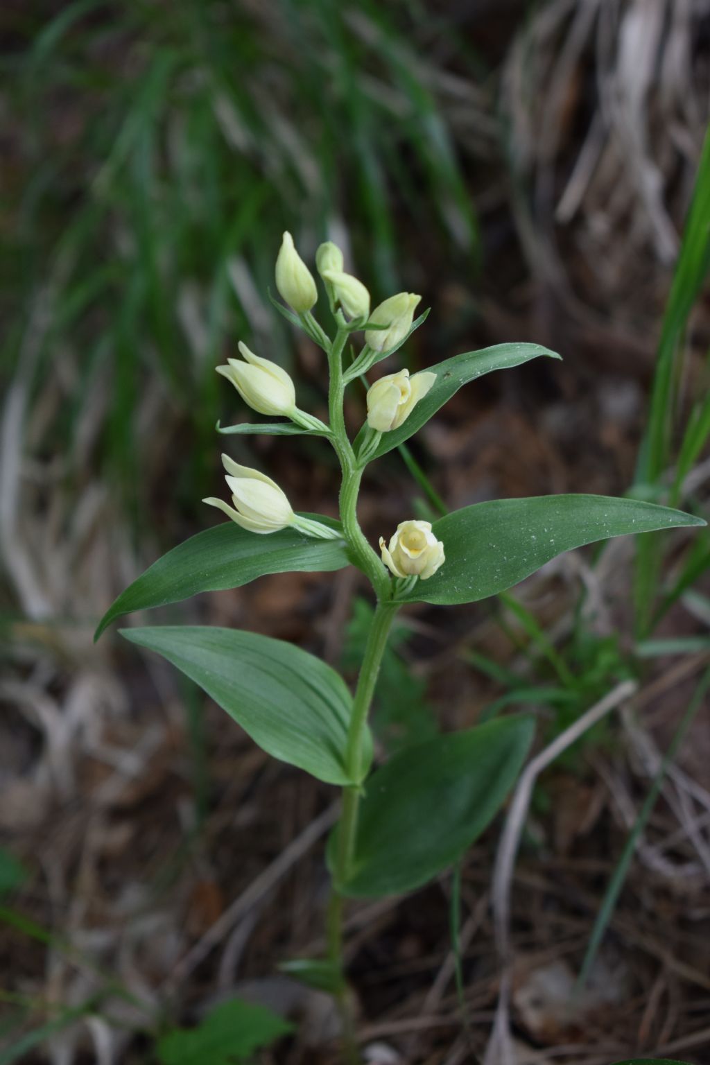 Cephalanthera damasonium / Cefalantera bianca