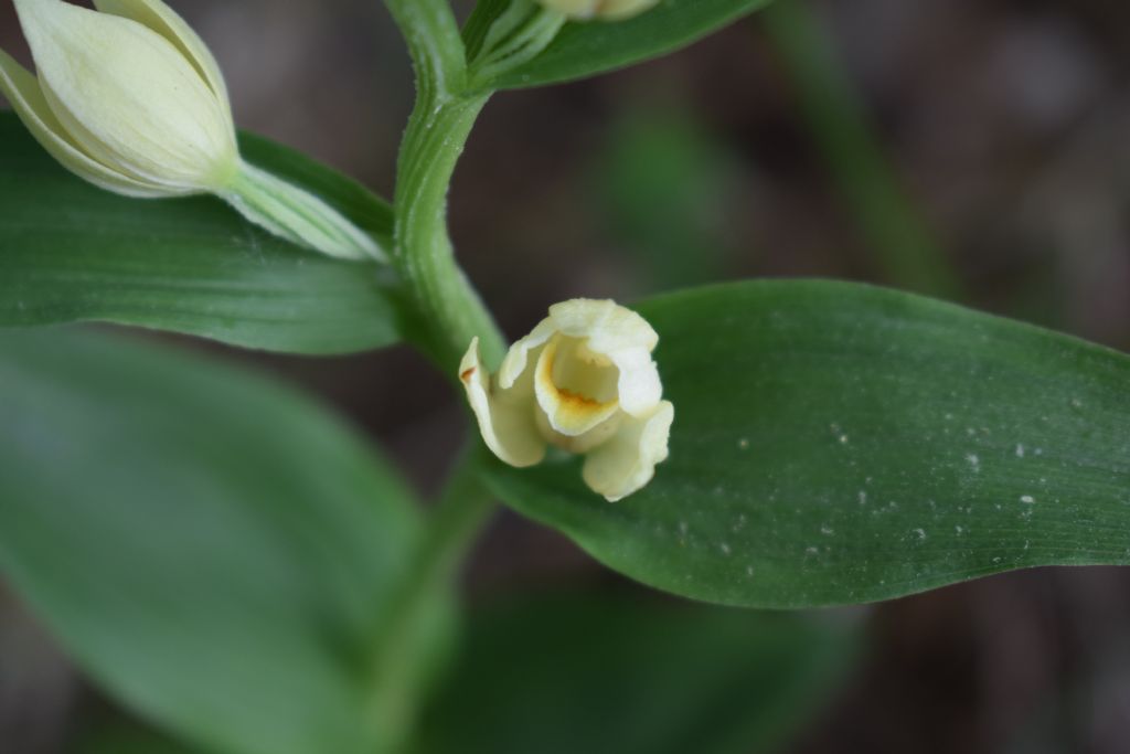 Cephalanthera damasonium / Cefalantera bianca