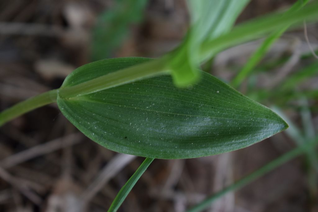 Cephalanthera damasonium / Cefalantera bianca