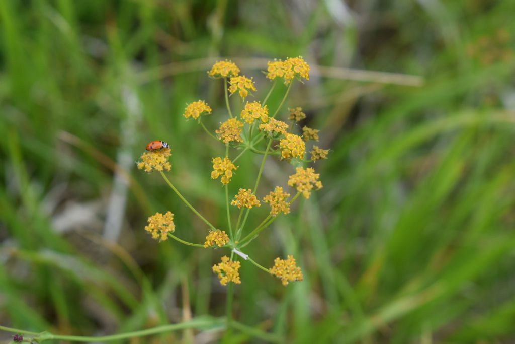 Bupleurum falcatum (Apiaceae)