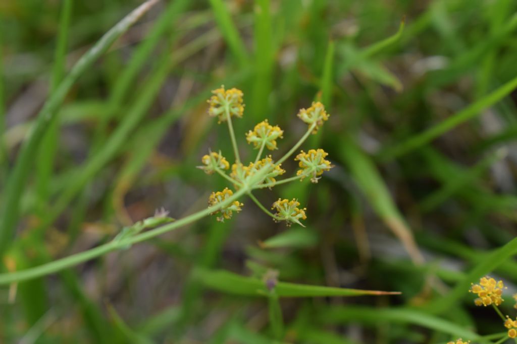 Bupleurum falcatum (Apiaceae)