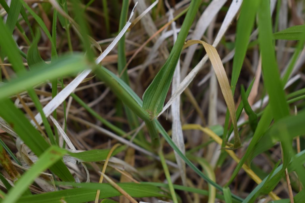 Bupleurum falcatum (Apiaceae)