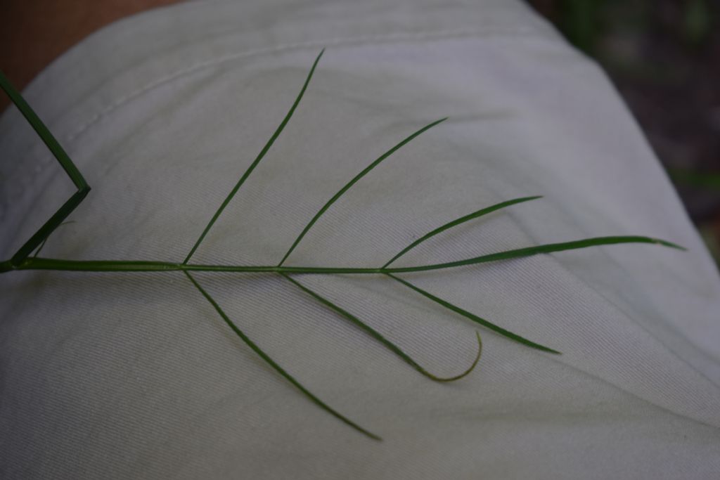 Oenanthe cfr. pimpinelloides