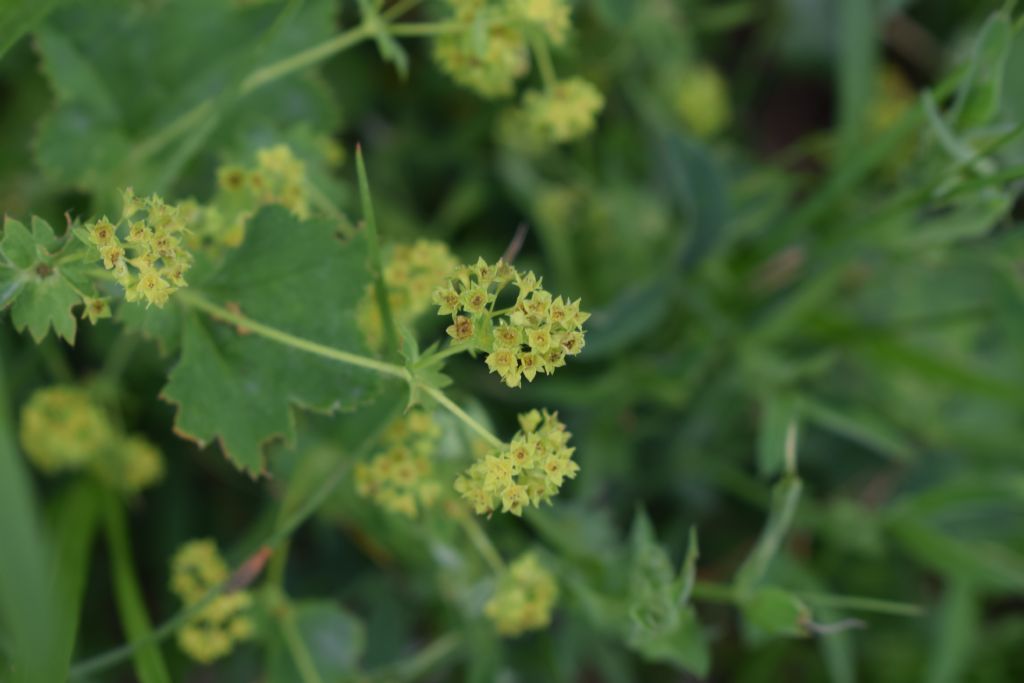 Alchemilla sp.