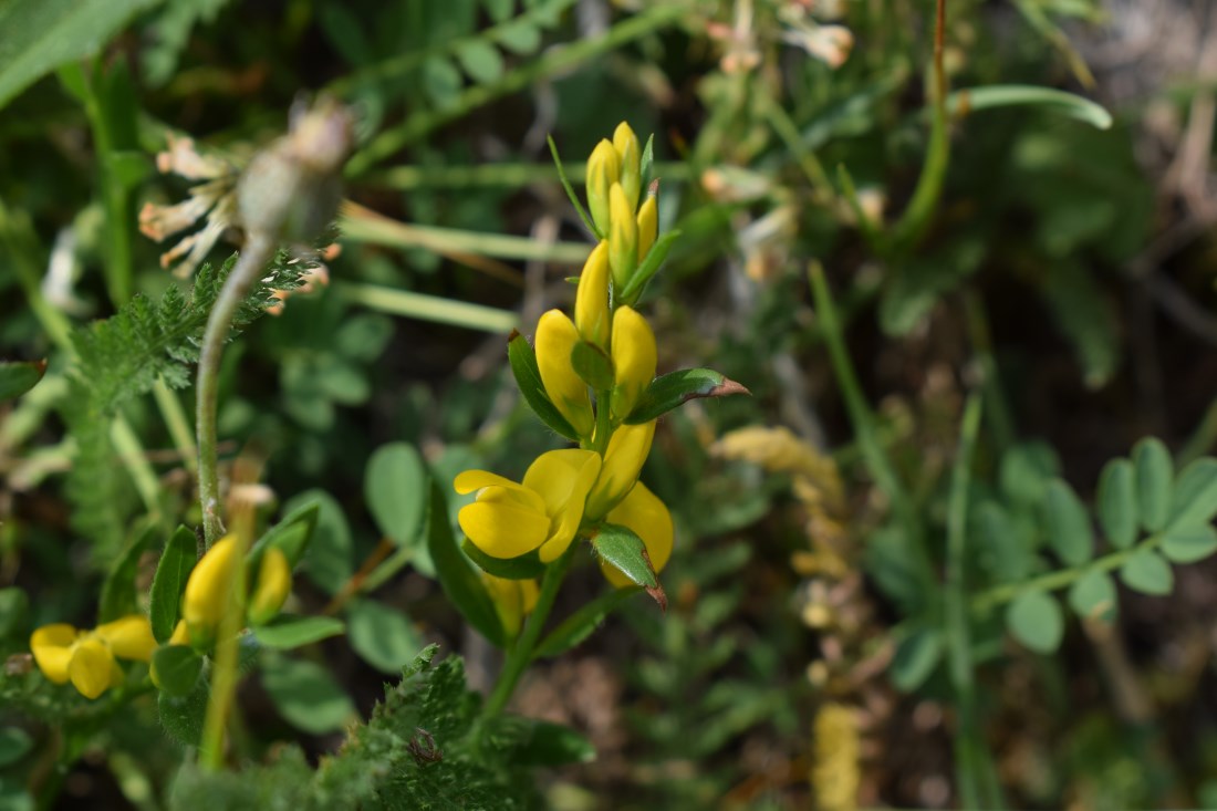 Genista tinctoria
