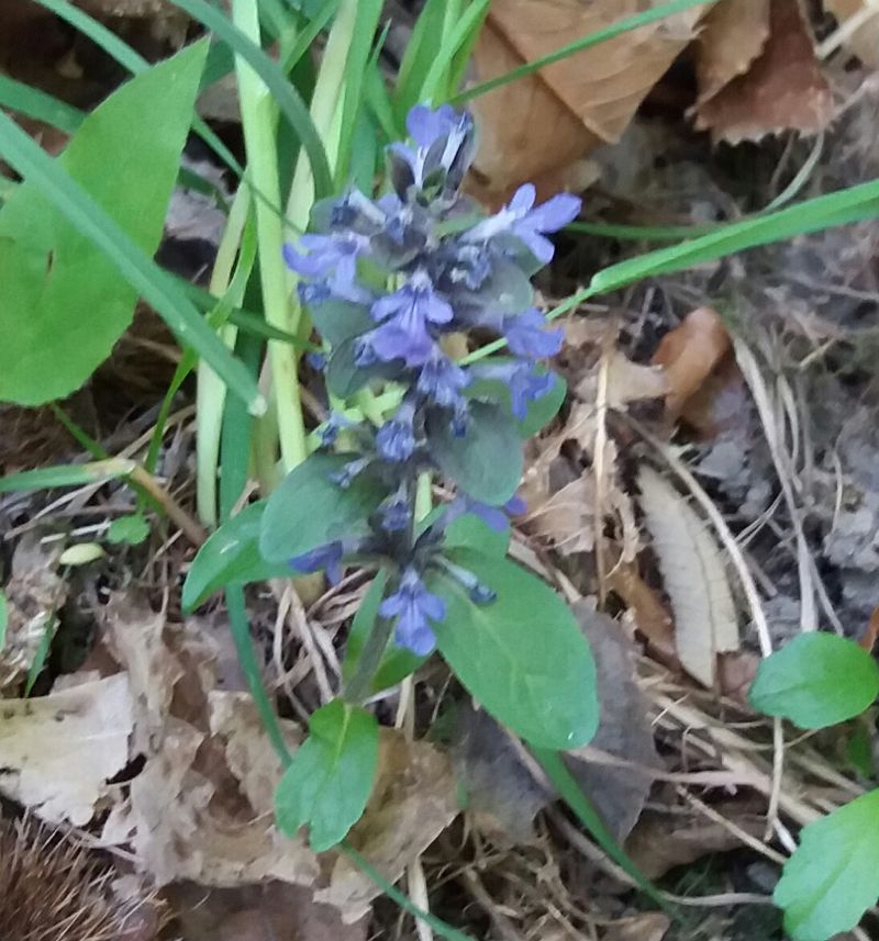 Fiori blu - Ajuga sp.
