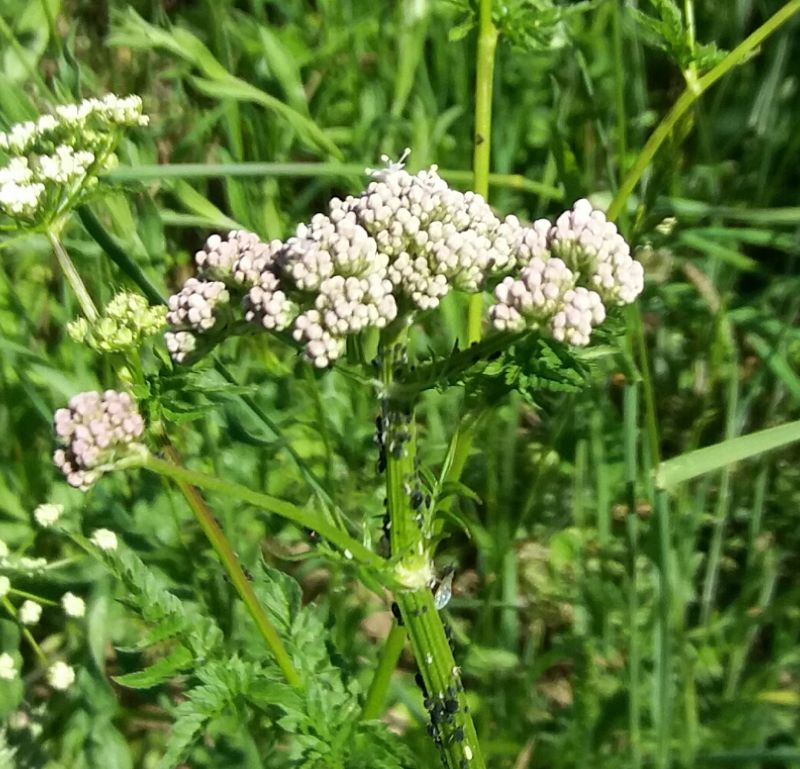 Che pianta ? - Valeriana cfr. wallrothii