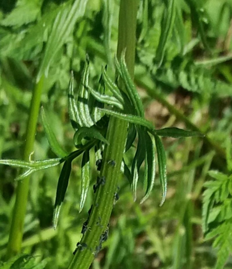 Che pianta ? - Valeriana cfr. wallrothii