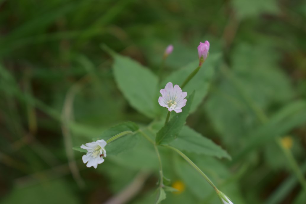 Epilobium montanum