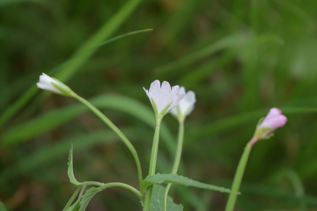 Epilobium montanum