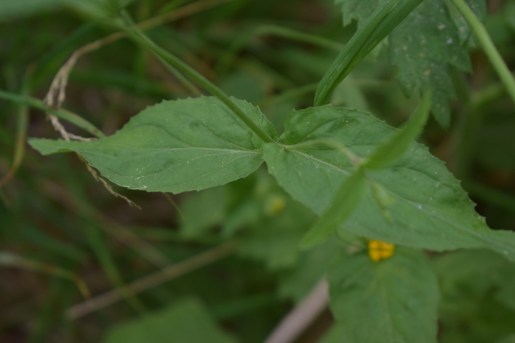 Epilobium montanum