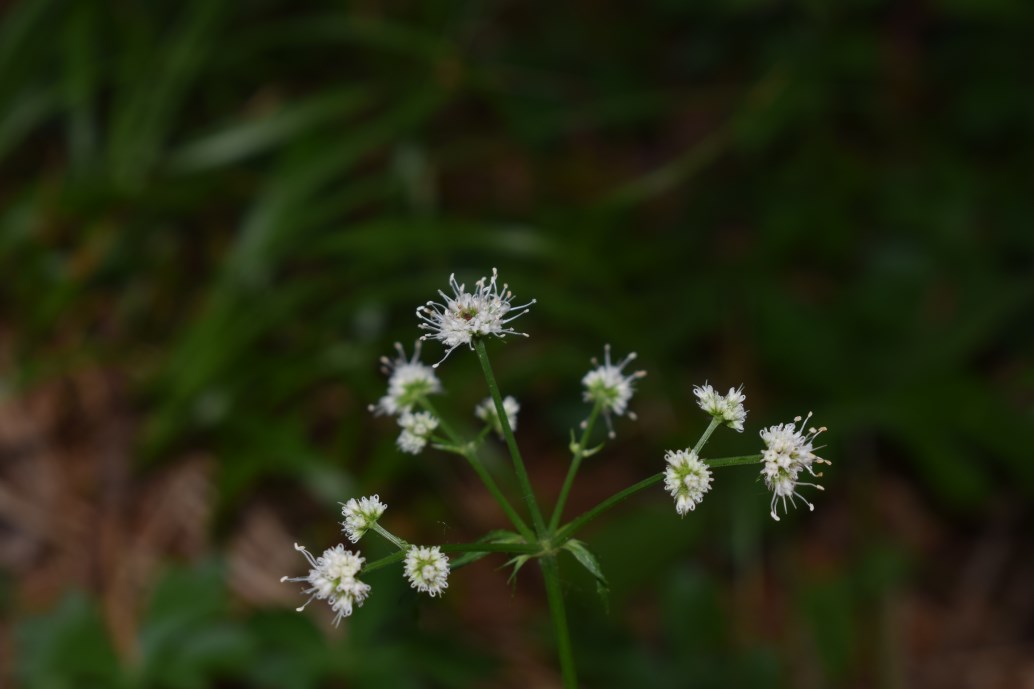 Sanicula europaea