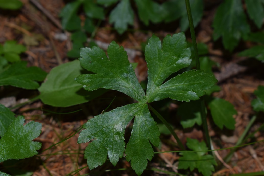 Sanicula europaea