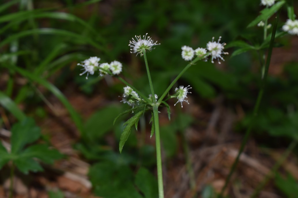 Sanicula europaea