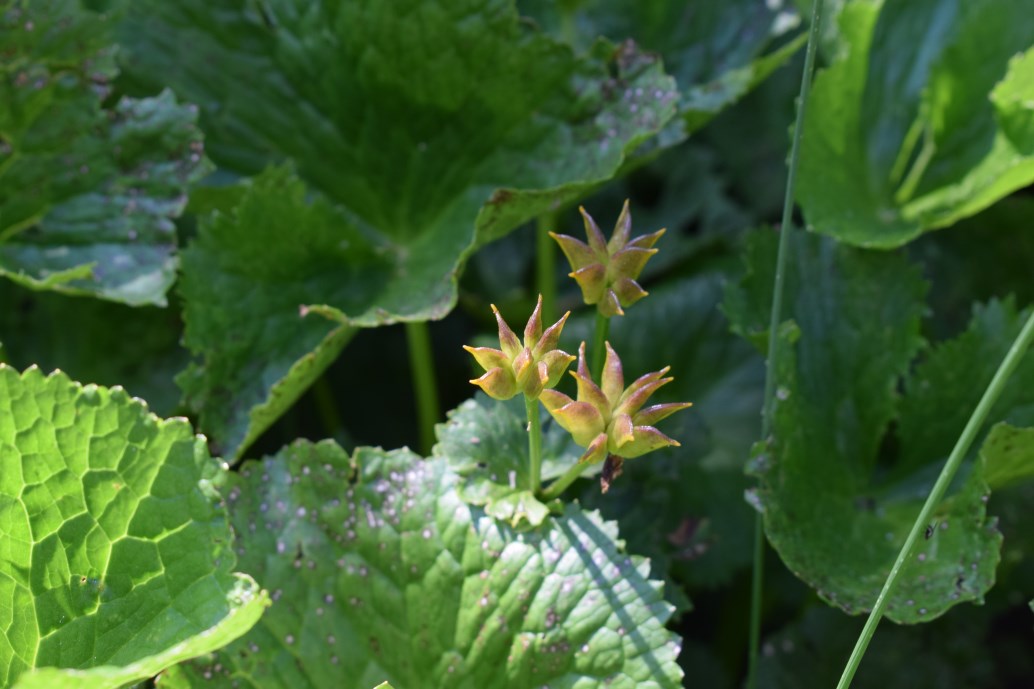 Caltha palustris / Calta