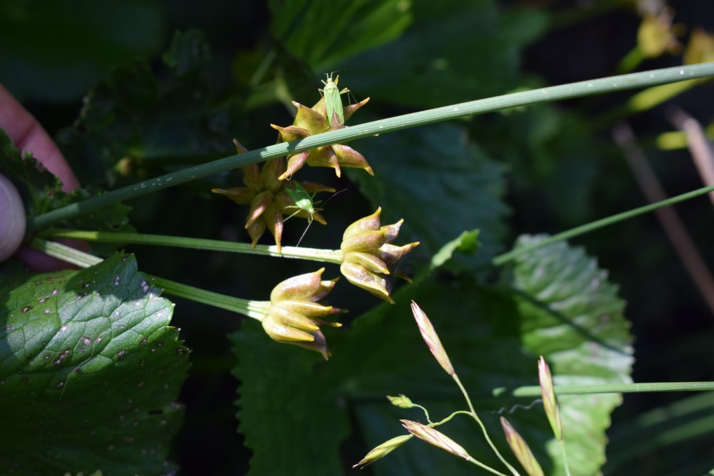 Caltha palustris / Calta