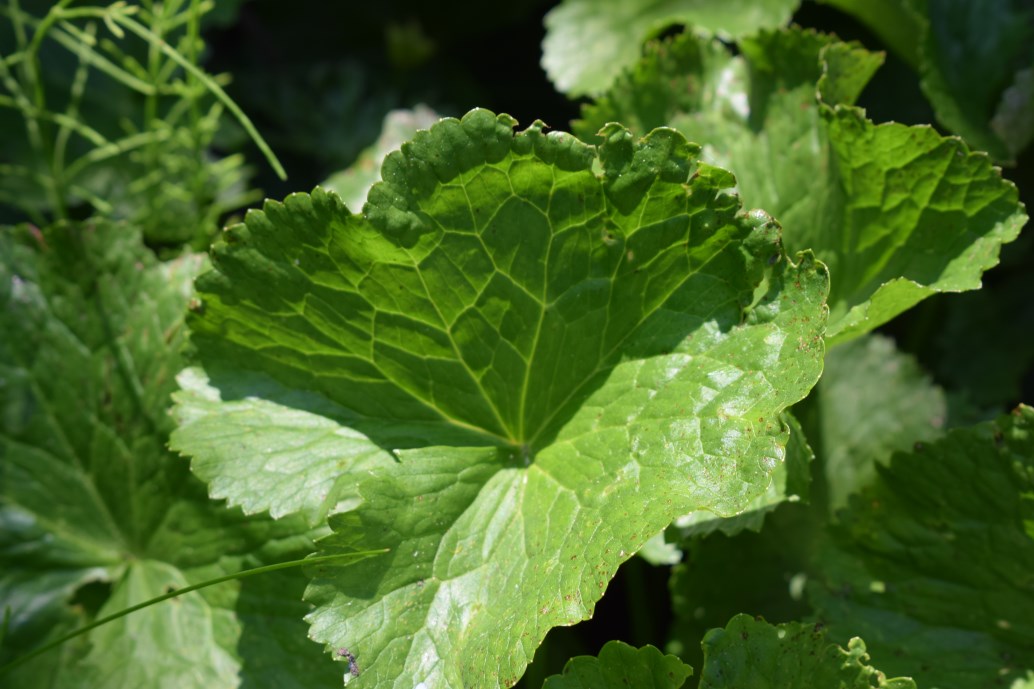 Caltha palustris / Calta