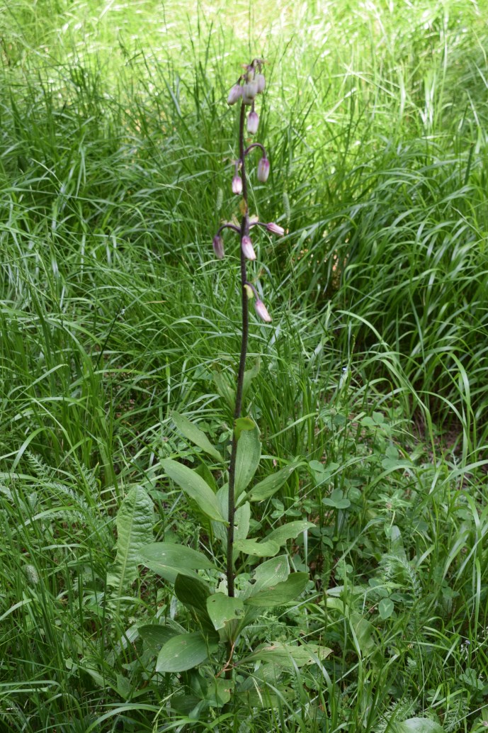 Lilium martagon