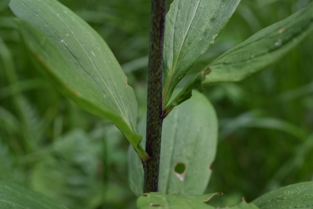 Lilium martagon