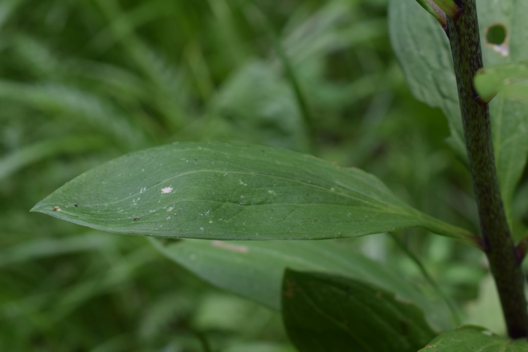 Lilium martagon