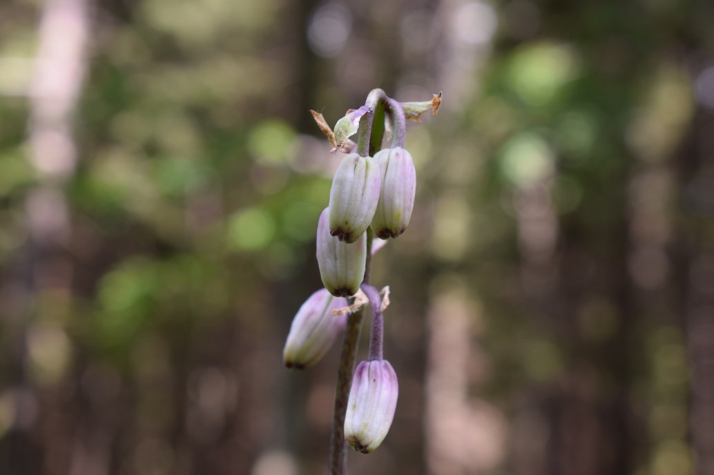 Lilium martagon