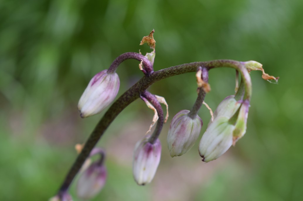 Lilium martagon