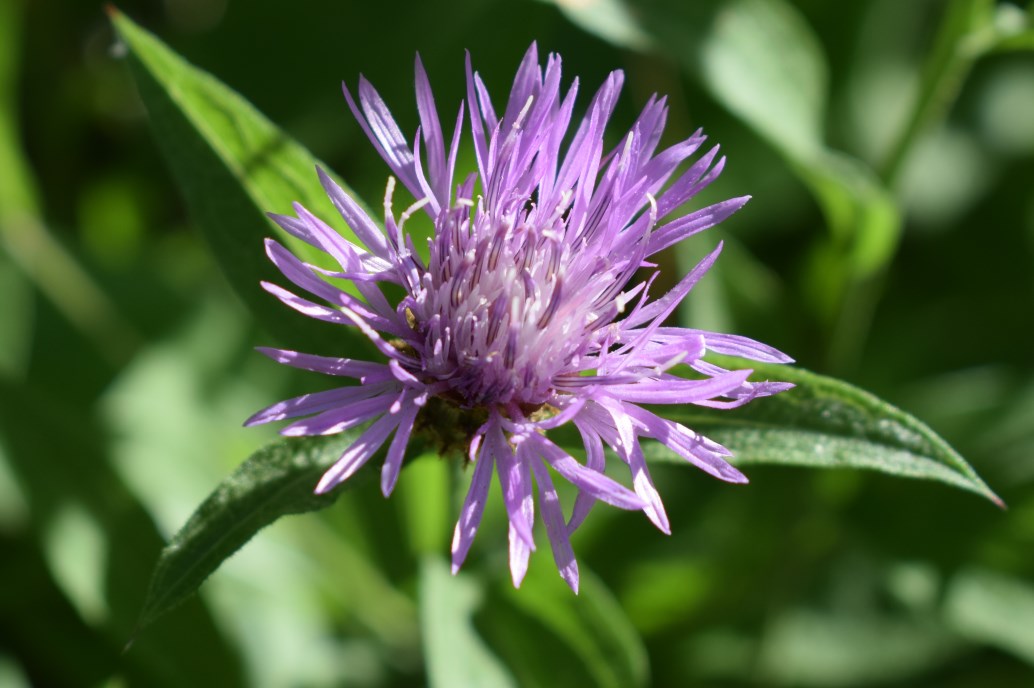 Centaurea nigrescens