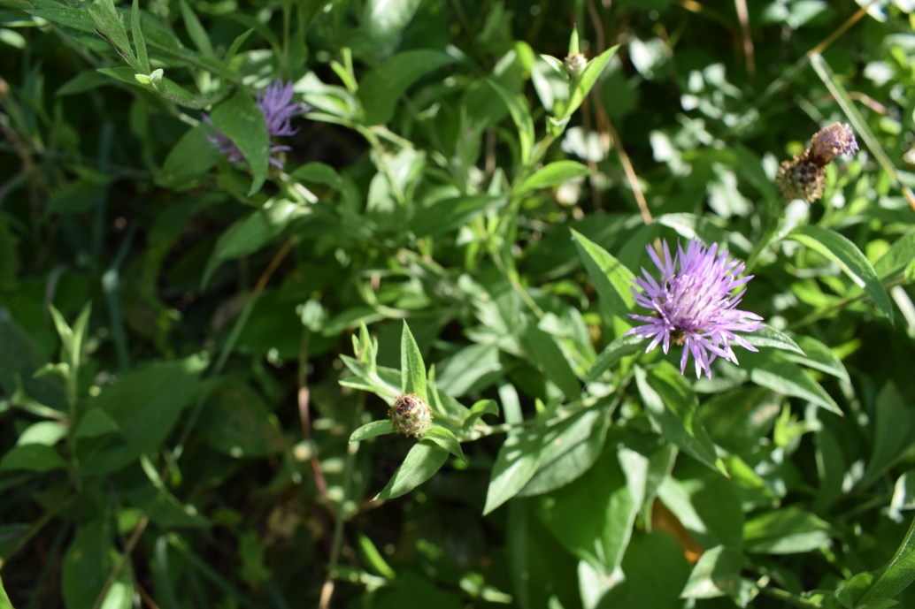 Centaurea nigrescens