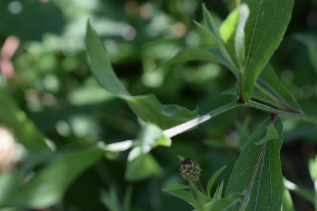 Centaurea nigrescens