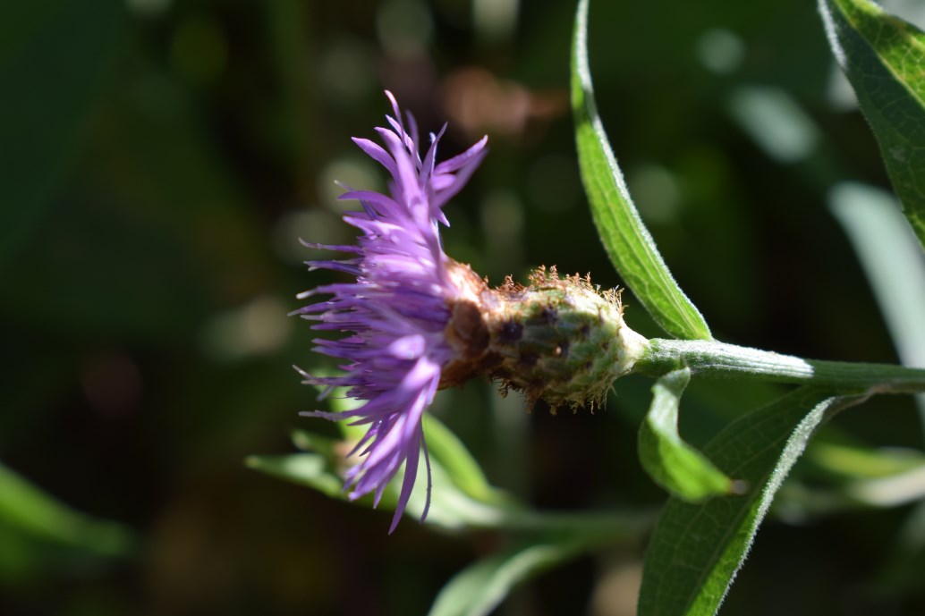 Centaurea nigrescens