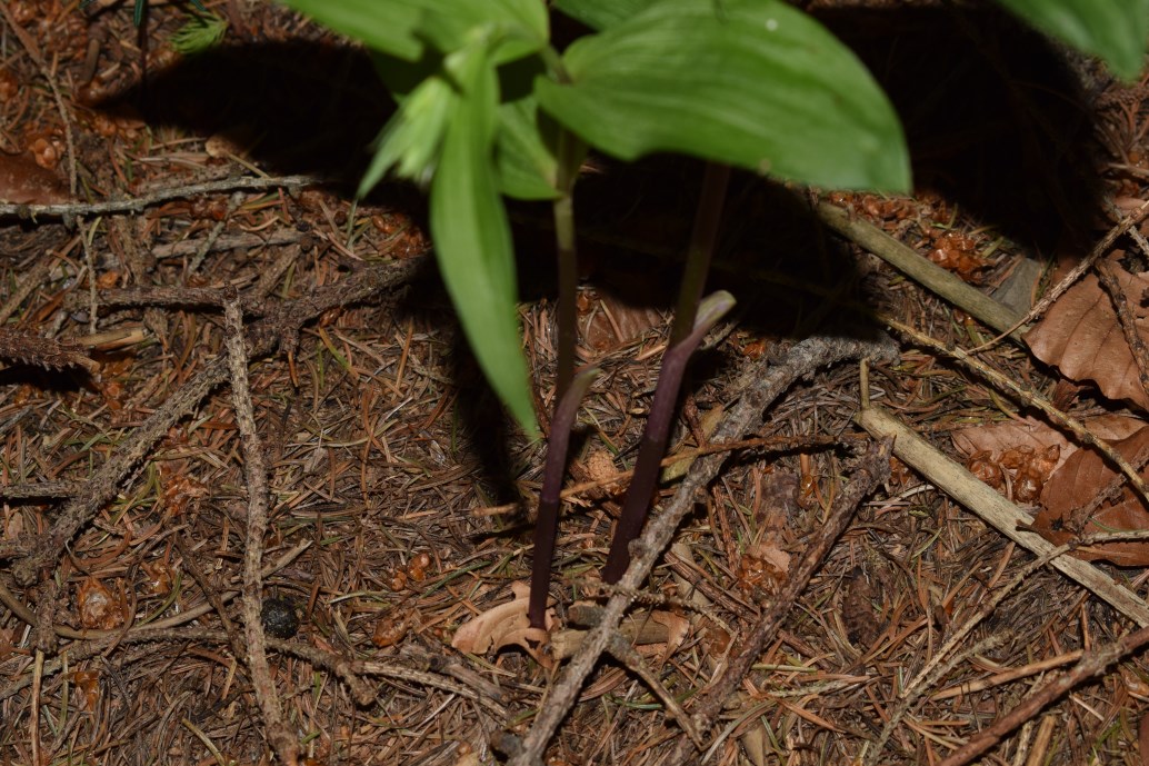 Epipactis sp. e E. helleborine