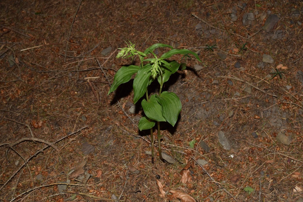 Epipactis sp. e E. helleborine