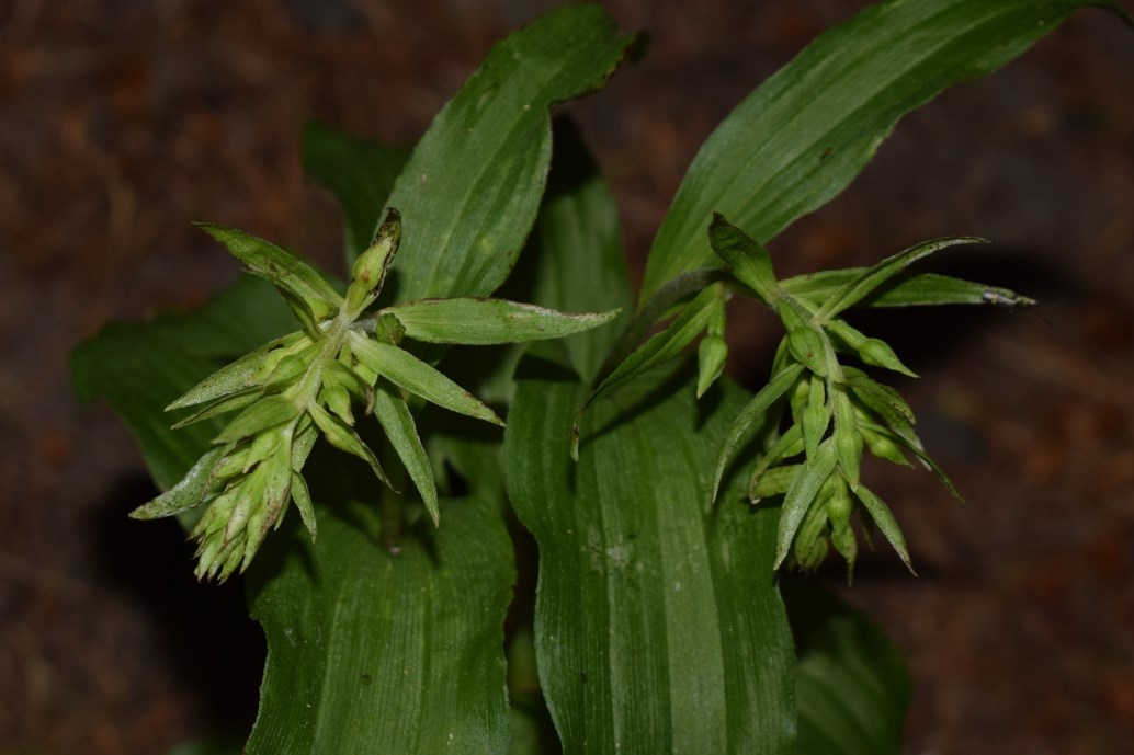 Epipactis sp. e E. helleborine