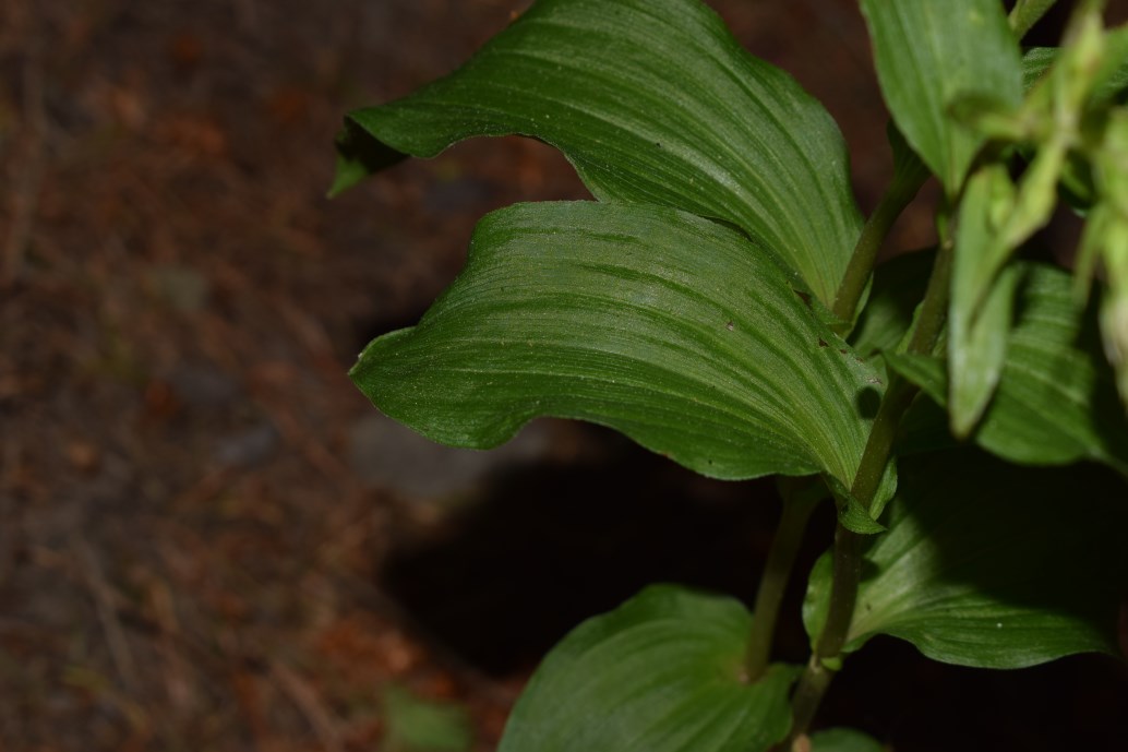 Epipactis sp. e E. helleborine