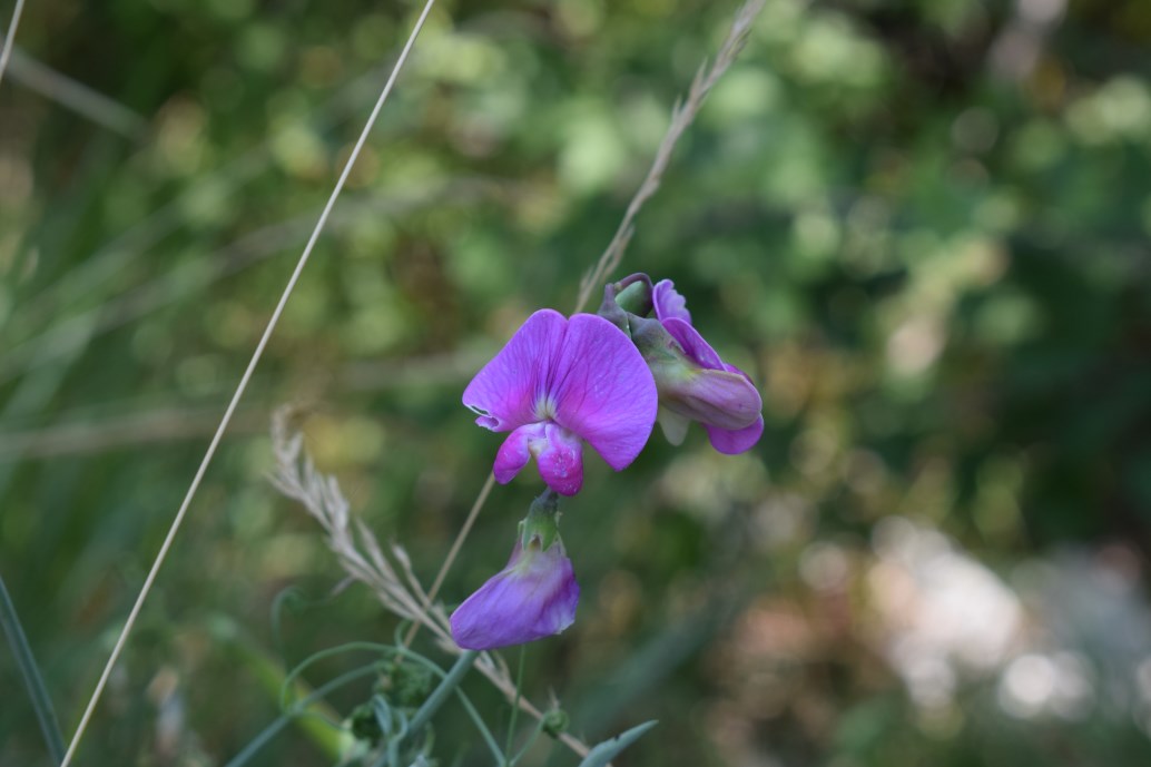 Latyrus latifolius