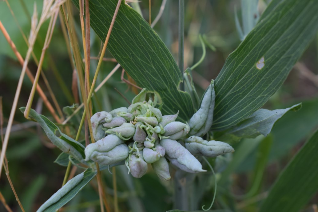 Latyrus latifolius