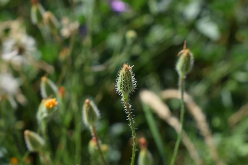 Hypochaeris achyrophorus