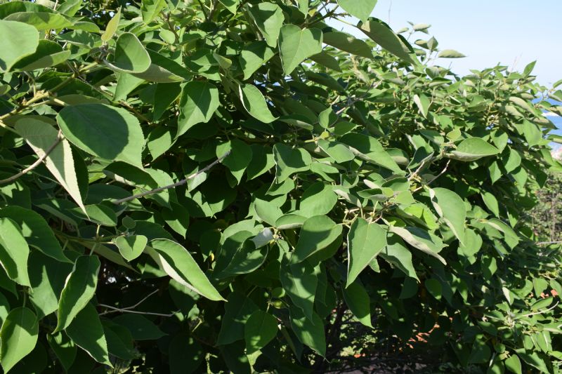 Quale albero? - Broussonetia papyrifera