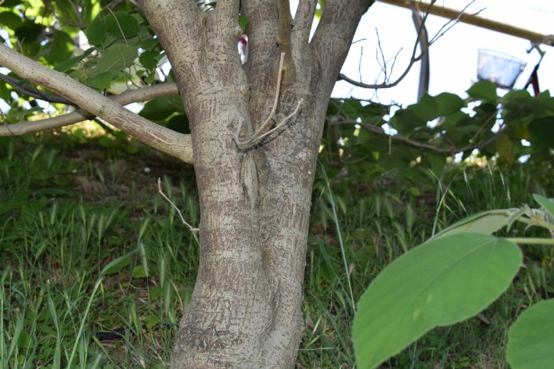 Quale albero? - Broussonetia papyrifera