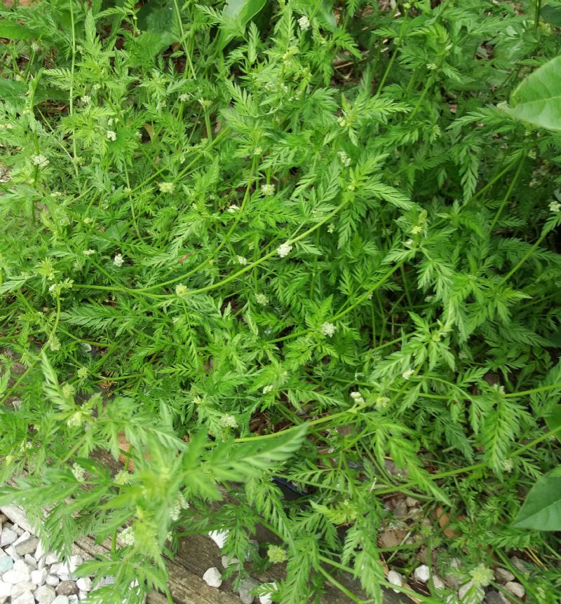 Torilis nodosa