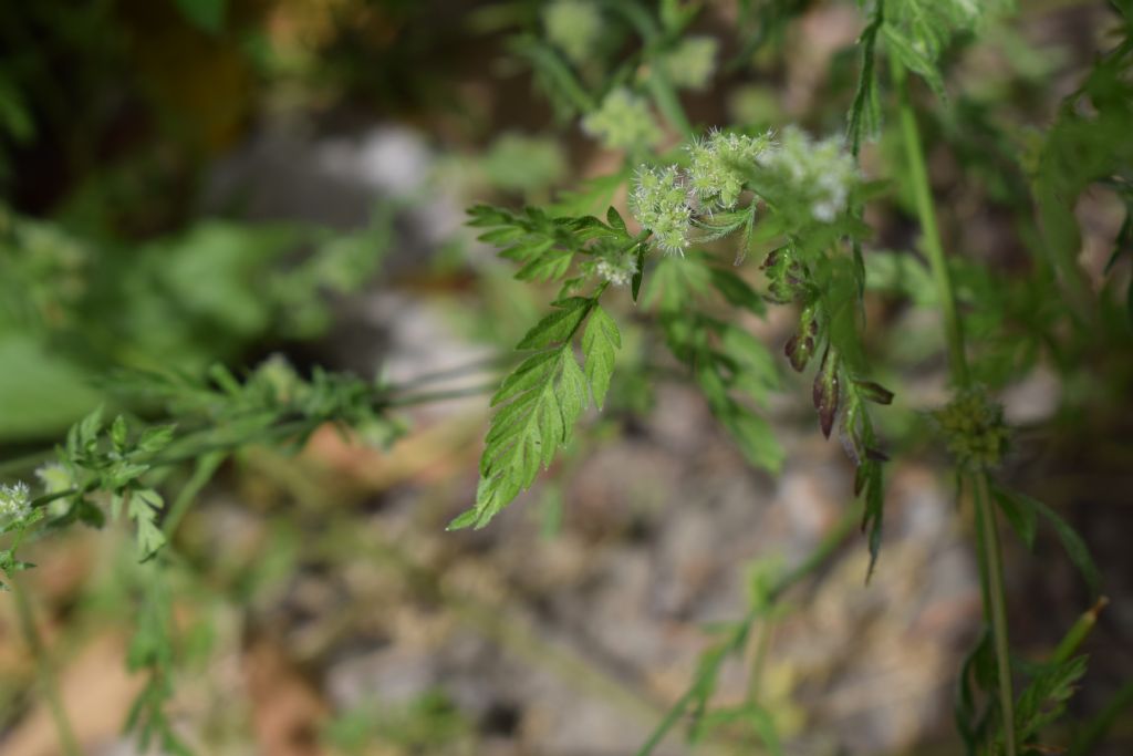 Torilis nodosa