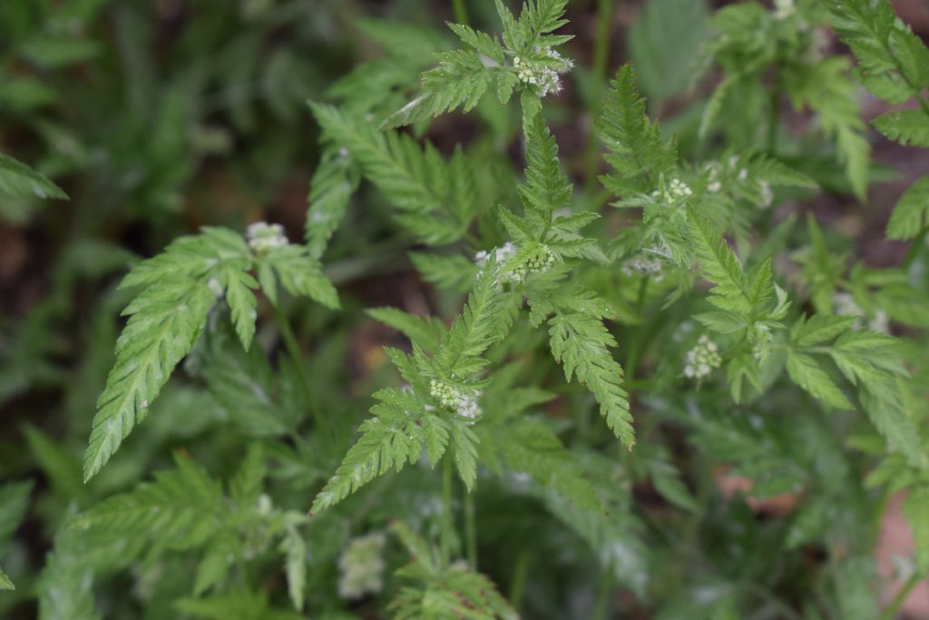Torilis nodosa