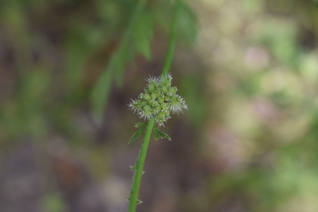 Torilis nodosa
