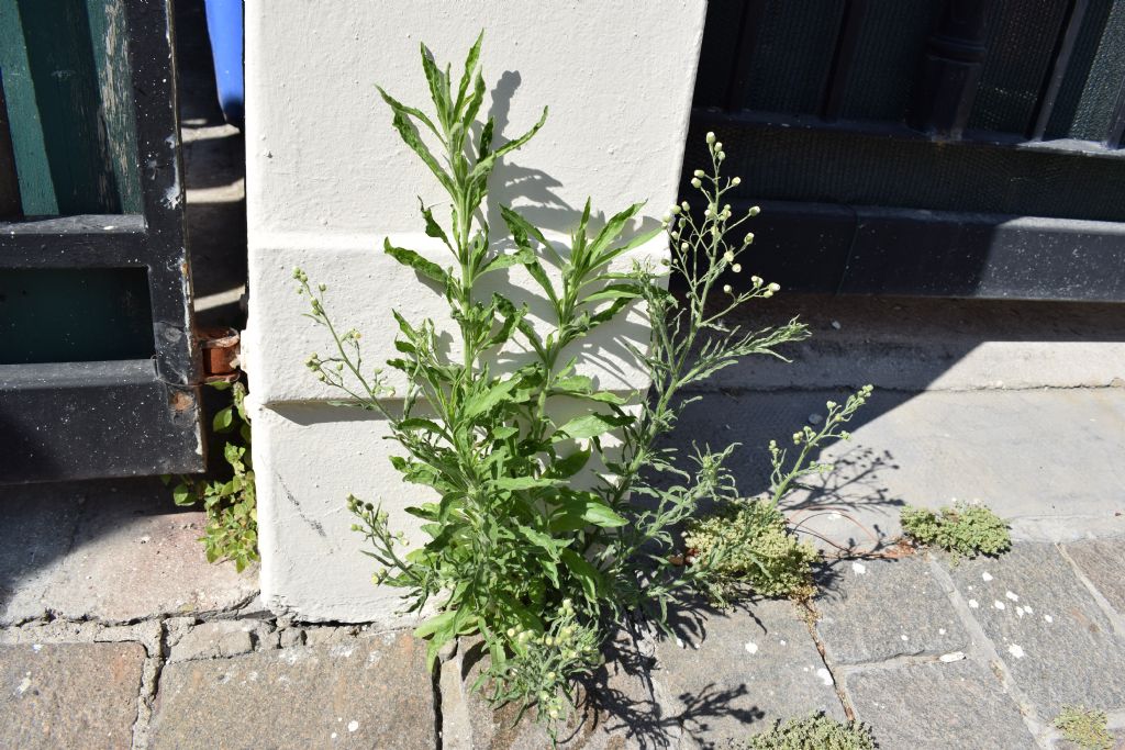 Erigeron bonariensis (Asteraceae)