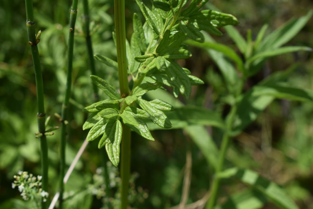 Thalictrum flavum