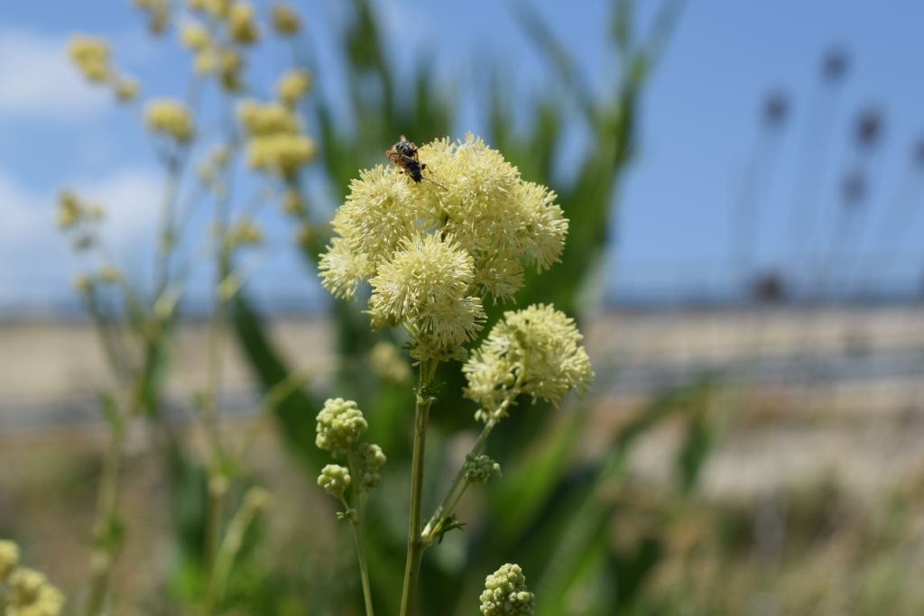 Thalictrum flavum