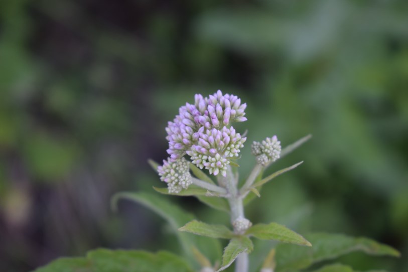 Eupatorium cannabinum