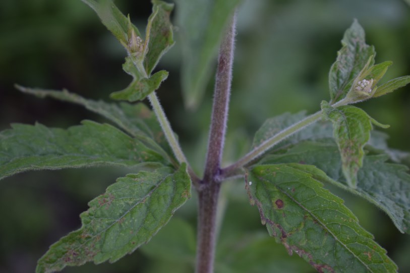 Eupatorium cannabinum