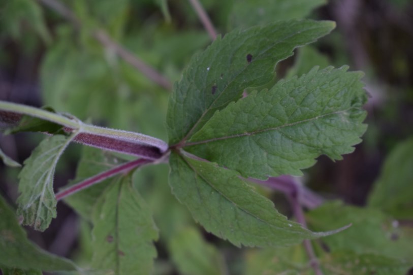 Eupatorium cannabinum