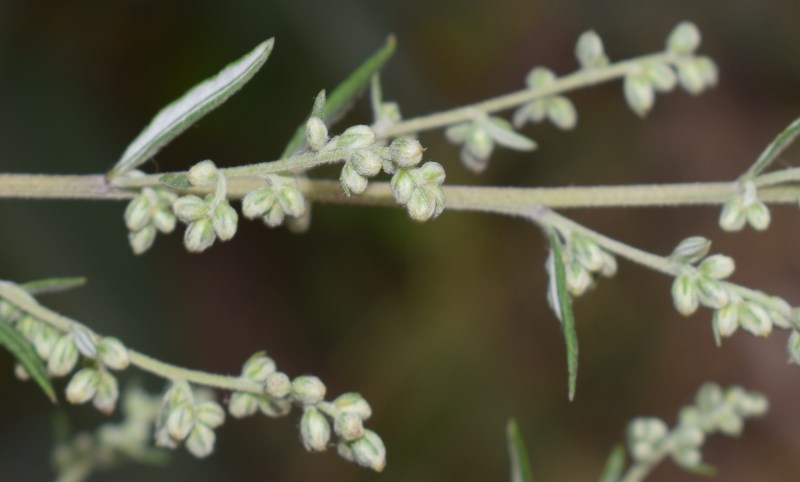 Artemisia vulgaris